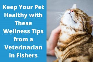 Keep-Your-Pet-Healthy-with-These-Wellness-Tips-from-a-Veterinarian-in-Fishers