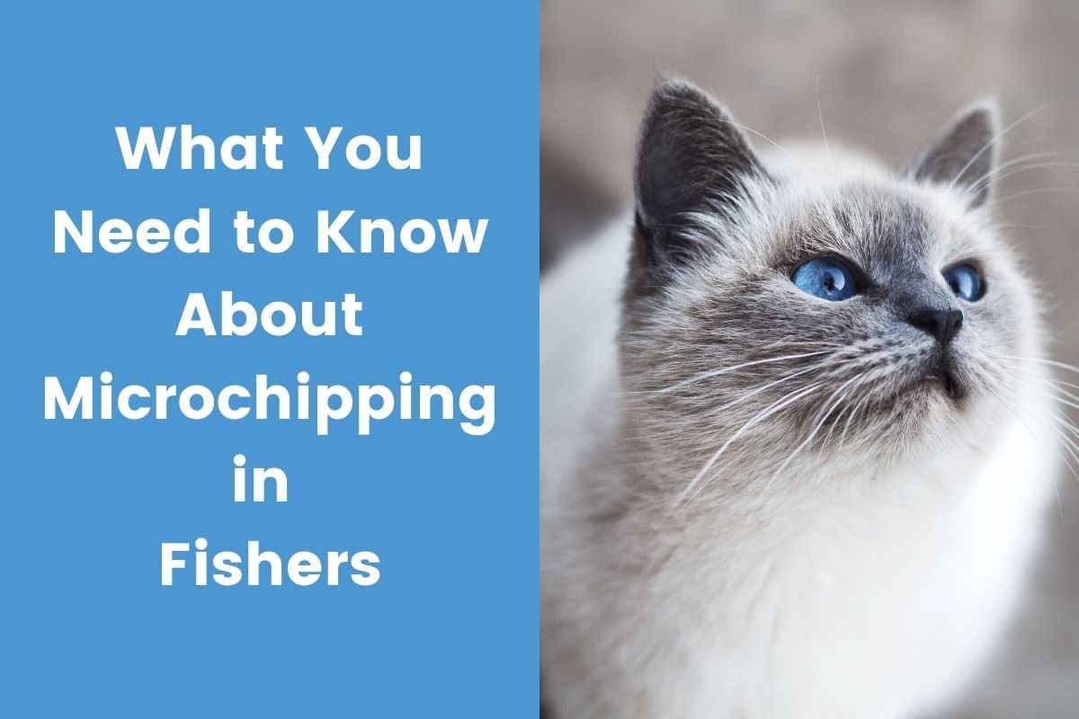 What-You-Need-to-Know-About-Microchipping-in-Fishers