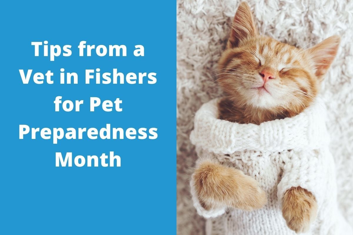Tips-from-a-Vet-in-Fishers-for-Pet-Preparedness-Month