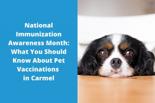 National-Immunization-Awareness-Month-What-You-Should-Know-About-Pet-Vaccinations-in-Carmel