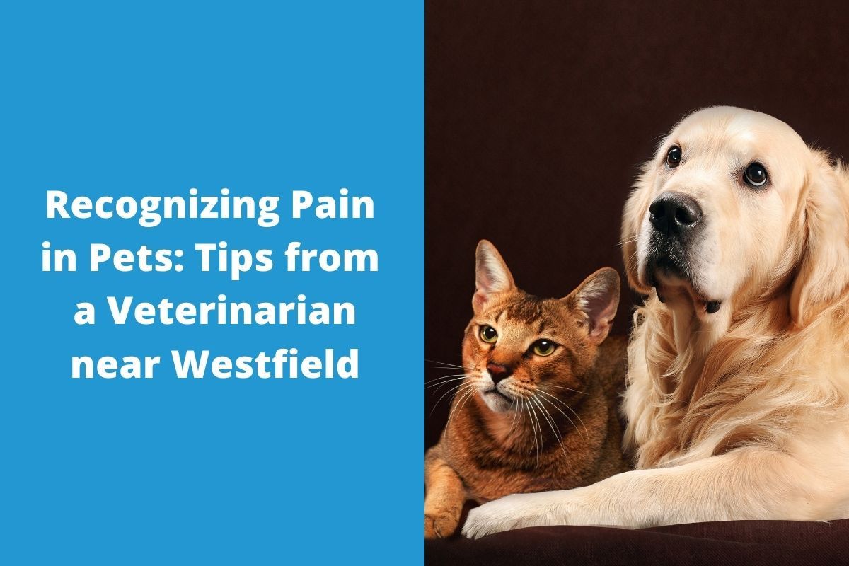 Recognizing-Pain-in-Pets-Tips-from-a-Veterinarian-near-Westfield