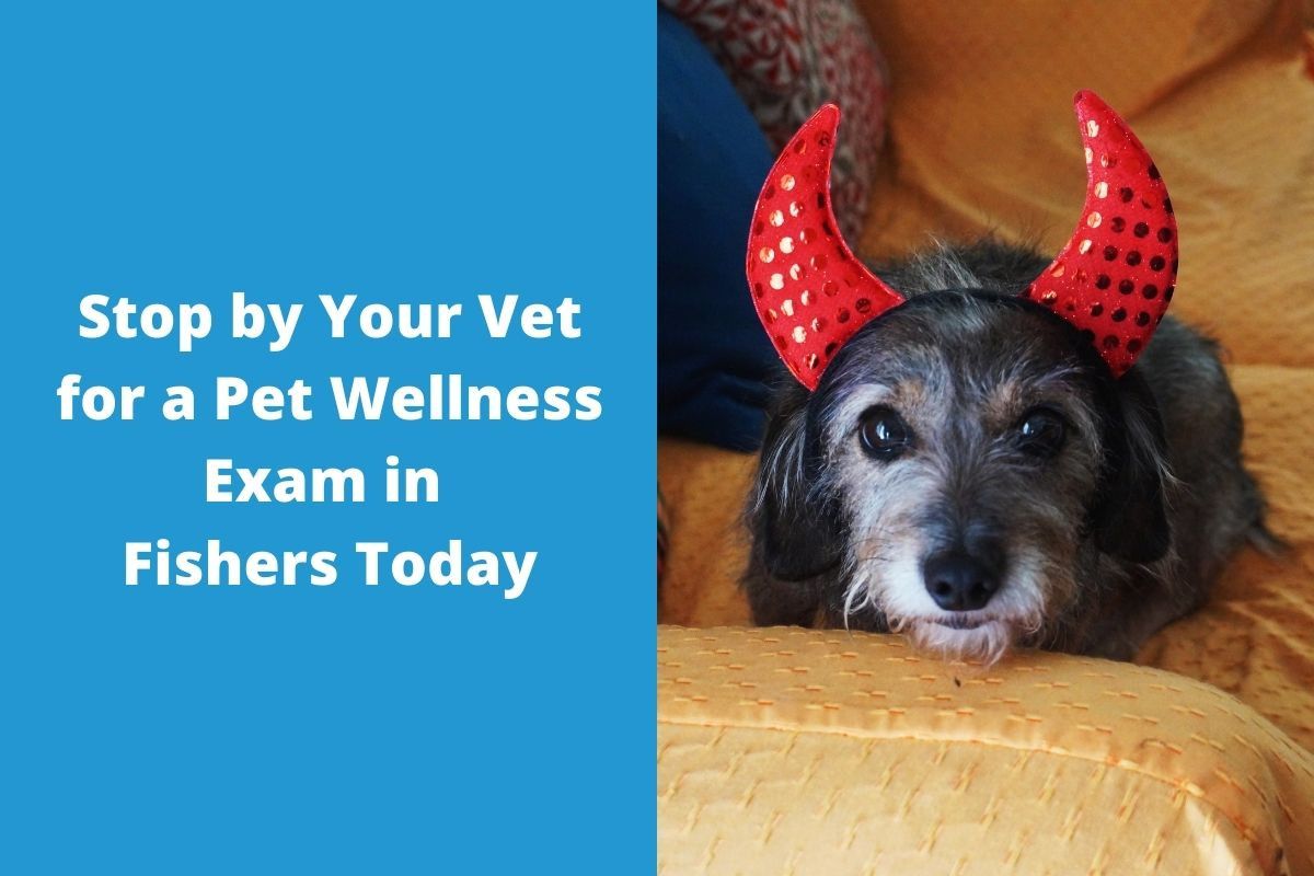 Stop-by-Your-Vet-for-a-Pet-Wellness-Exam-in-Fishers-Today