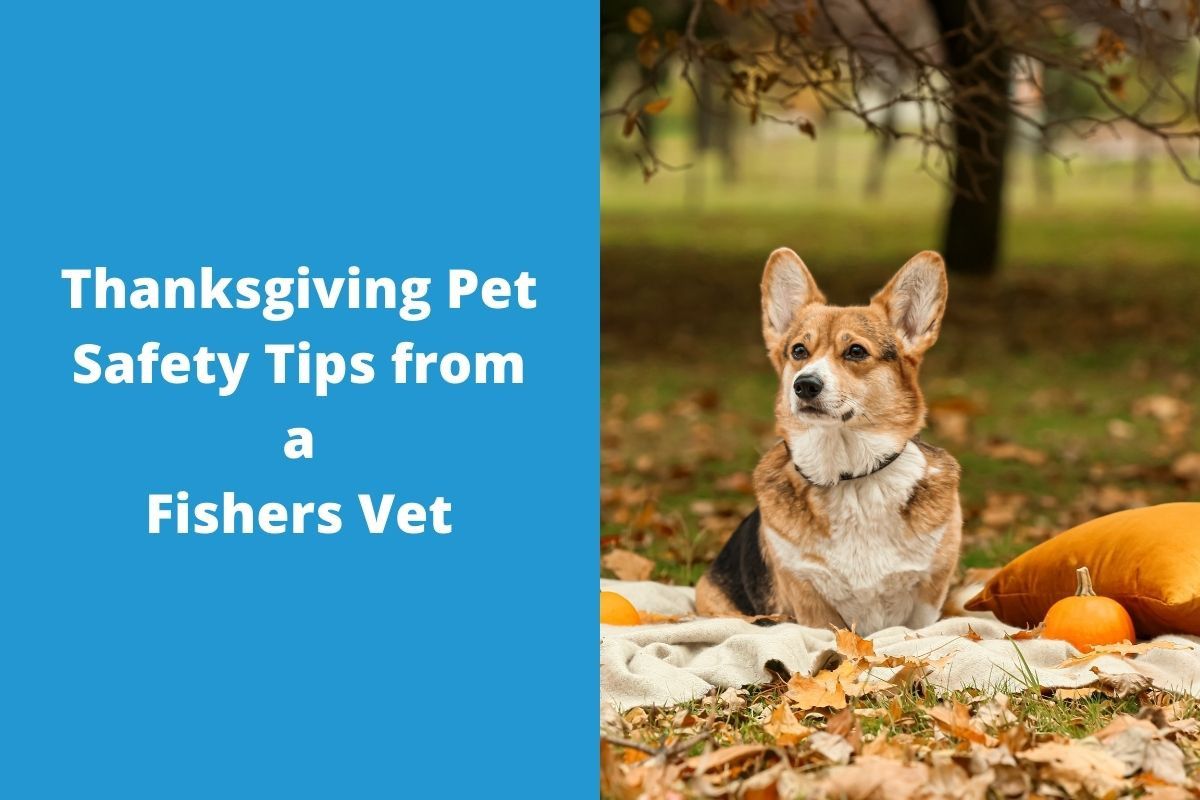 Thanksgiving-Pet-Safety-Tips-from-a-Fishers-Vet