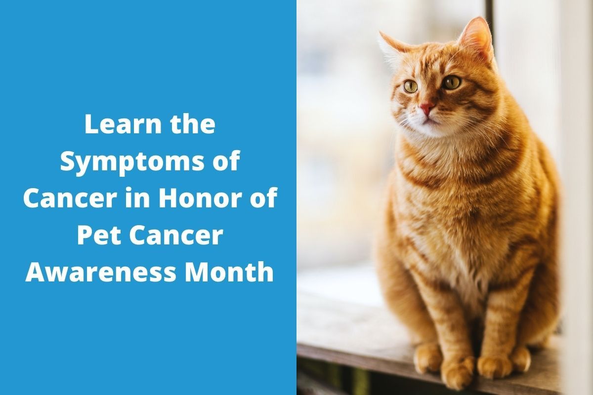 Learn-the-Symptoms-of-Cancer-in-Honor-of-Pet-Cancer-Awareness-Month