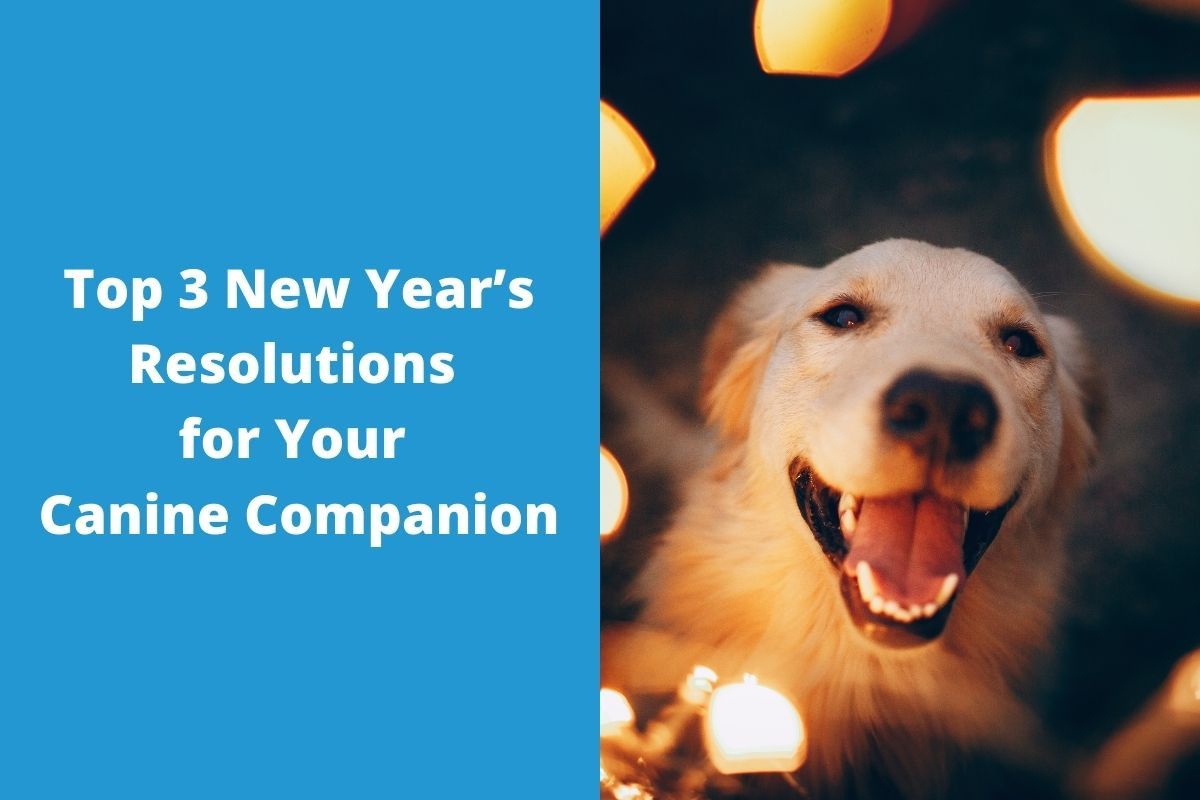 Top-3-New-Years-Resolutions-for-Your-Canine-Companion