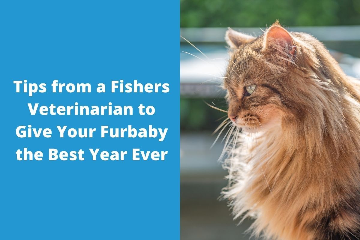 Tips-from-a-Fishers-Veterinarian-to-Give-Your-Furbaby-the-Best-Year-Ever