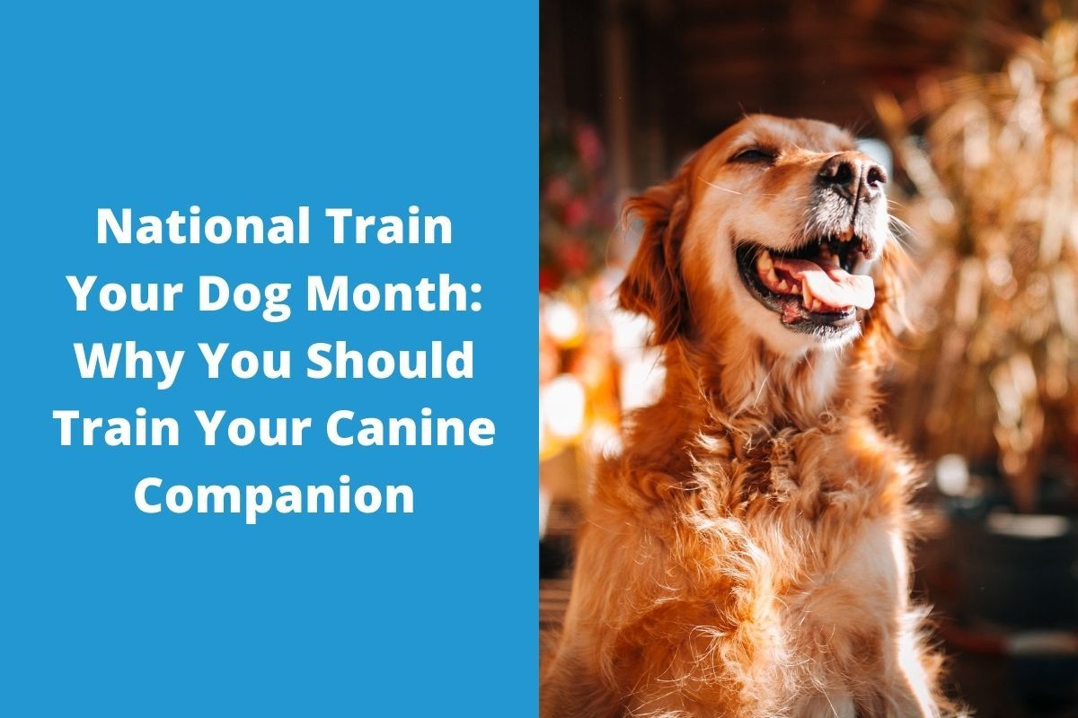 National-Train-Your-Dog-Month-Why-You-Should-Train-Your-Canine-Companion