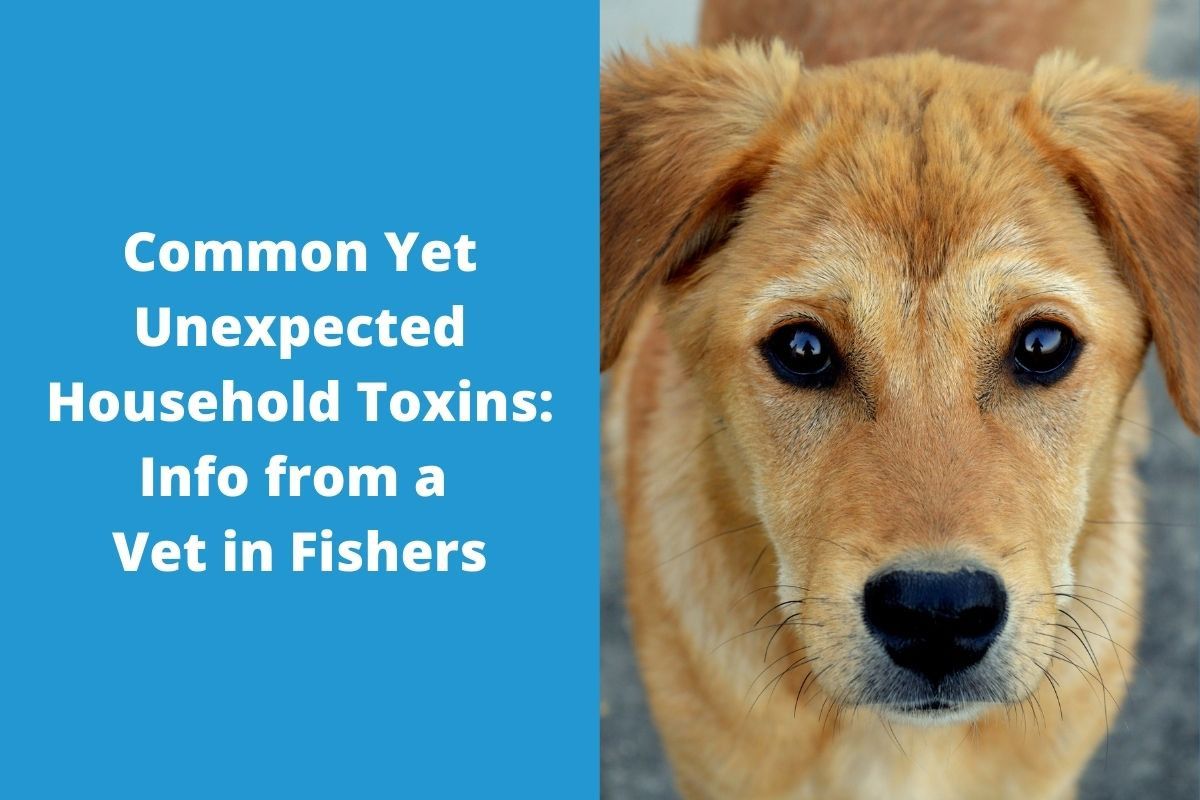 Common-Yet-Unexpected-Household-Toxins-Info-from-a-Vet-in-Fishers