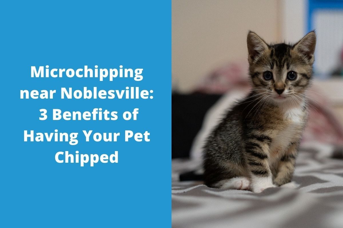 Microchipping-near-Noblesville-3-Benefits-of-Having-Your-Pet-Chipped