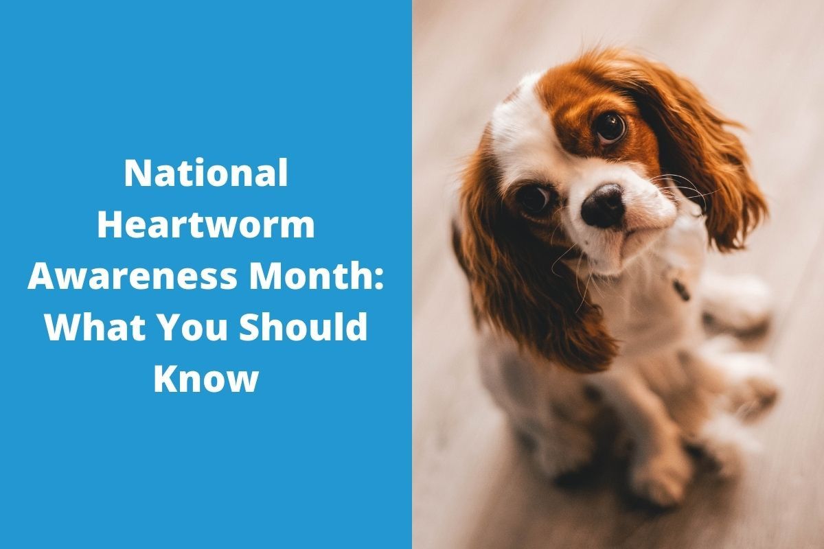 National-Heartworm-Awareness-Month-What-You-Should-Know-2