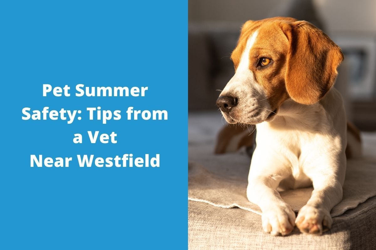 Pet-Summer-Safety-Tips-from-a-Vet-Near-Westfield
