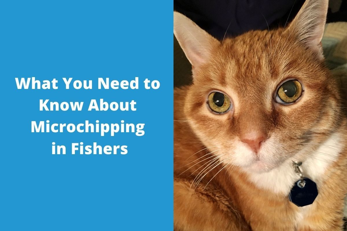 What-You-Need-to-Know-About-Microchipping-in-Fishers