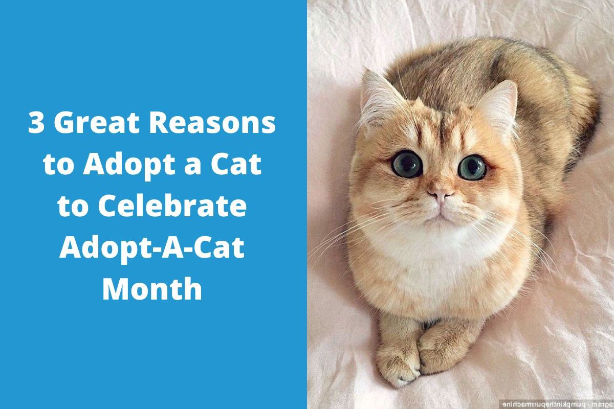 3-Great-Reasons-to-Adopt-a-Cat-to-Celebrate-Adopt-A-Cat-Month