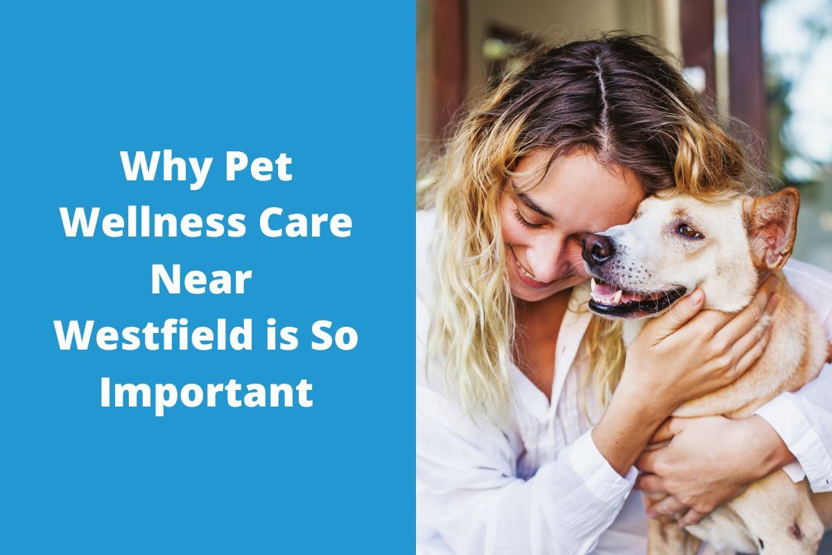 Why-Pet-Wellness-Care-Near-Westfield-is-So-Important