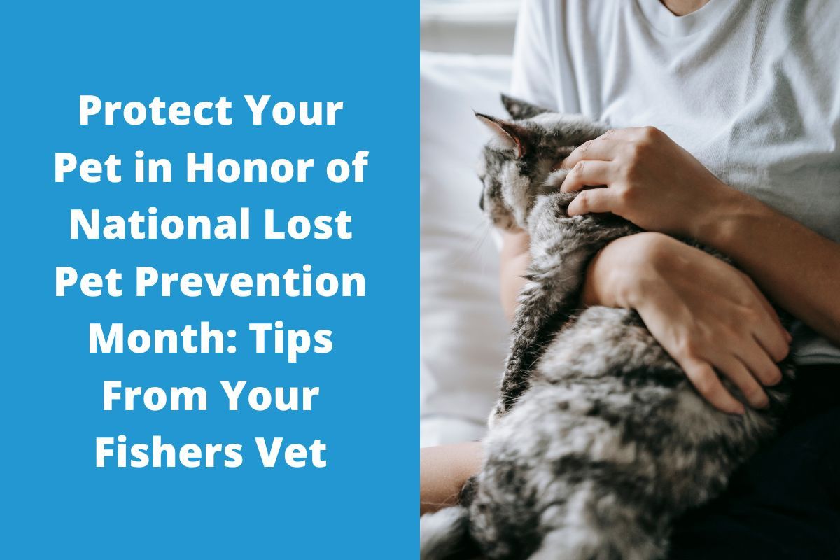 Protect-Your-Pet-in-Honor-of-National-Lost-Pet-Prevention-Month-Tips-From-Your-Fishers-Vet