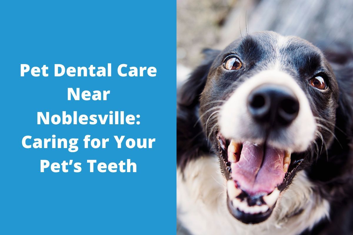 Pet-Dental-Care-Near-Noblesville-Caring-for-Your-Pets-Teeth