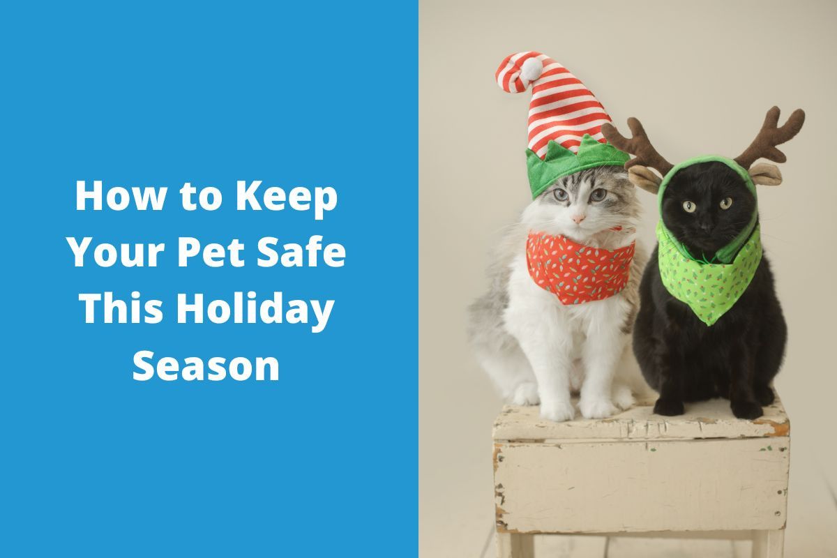 How-to-Keep-Your-Pet-Safe-This-Holiday-Season-1