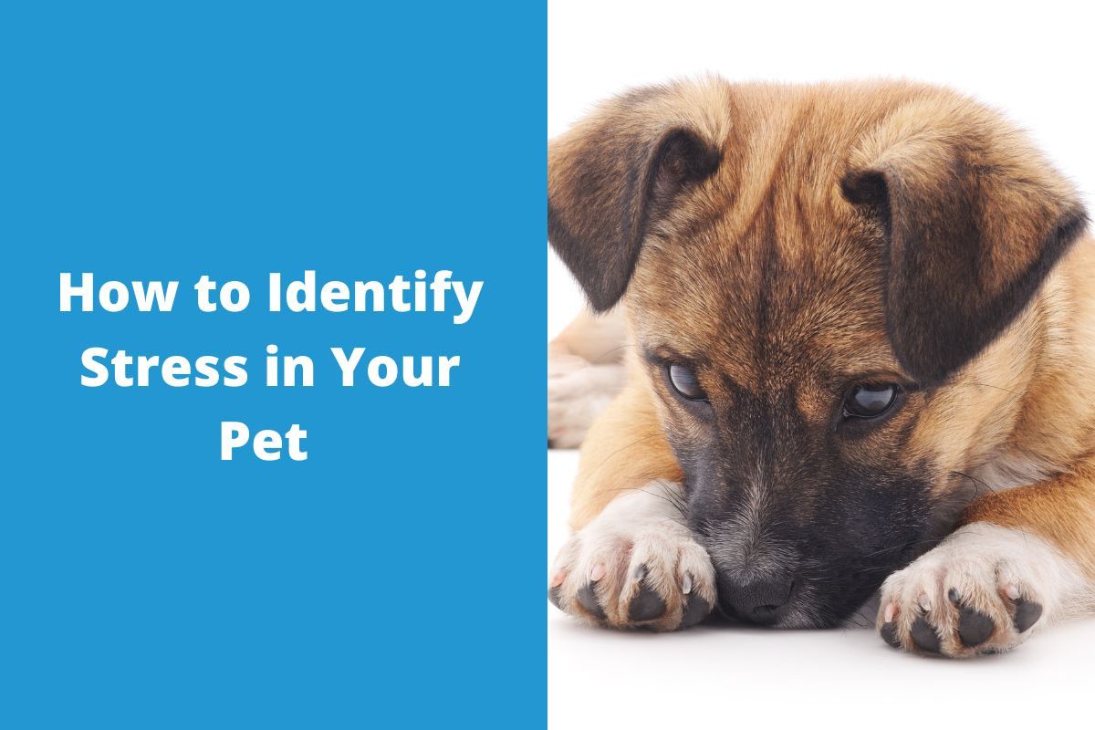 How-to-Identify-Stress-in-Your-Pet-