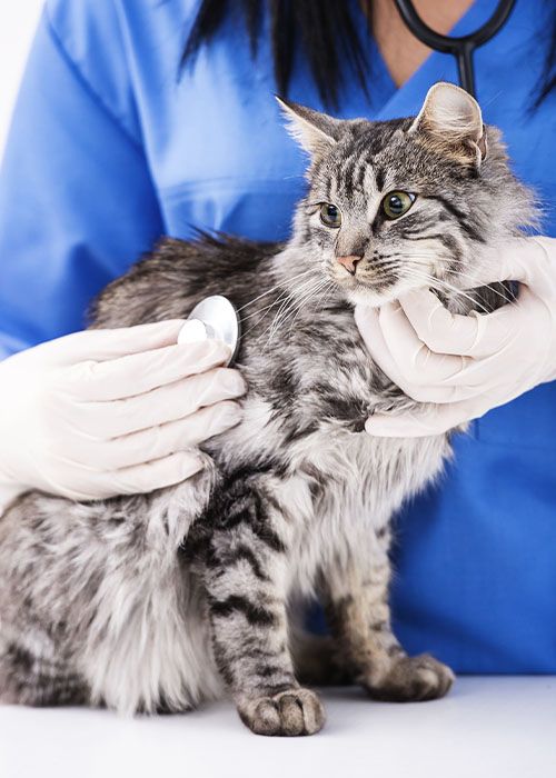 vet making check up cat